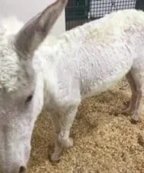 FB_IMG_1691243992714-300x225