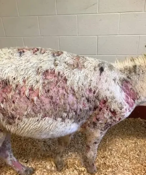 FB_IMG_1691244734139