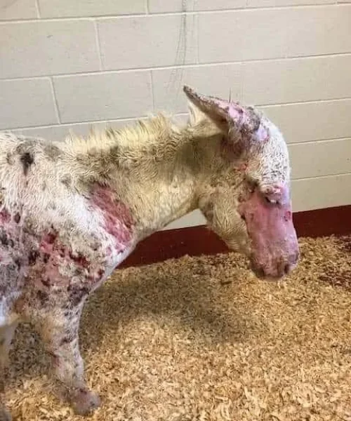 FB_IMG_1691244737381