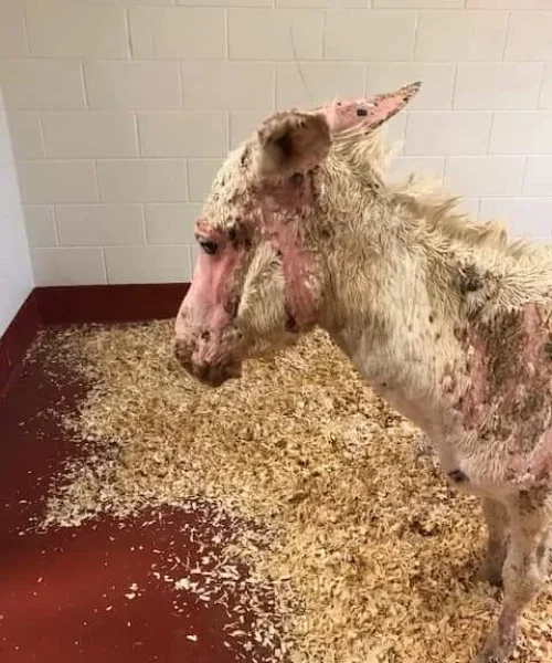 FB_IMG_1691244752176