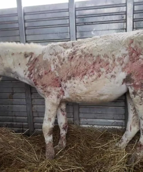 FB_IMG_1691244767918